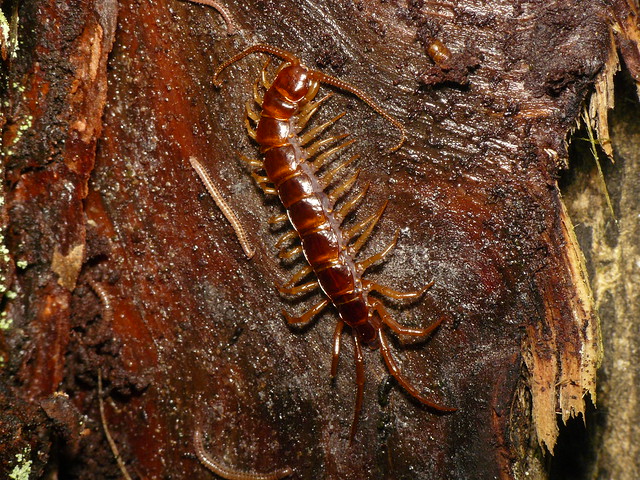 Centipede (Lithobius forficatus)