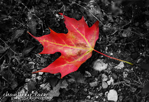 red fall leaf rocks bright ground september dirt selectivecoloring flickraward platinumheartaward sweetselectivecolor