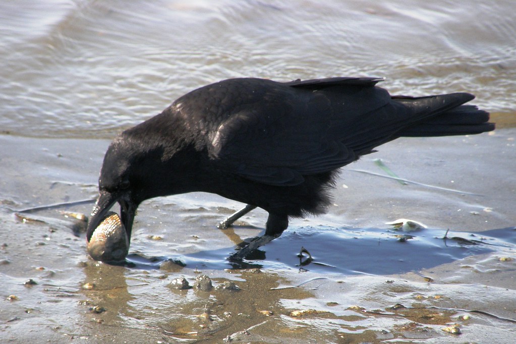 Johnny Crow And The Fine Art Of Clam Digging #5 of 5