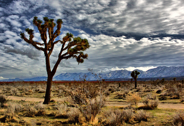 Mojave Desert Winter Landscape