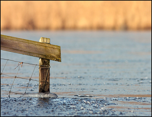 COLD FUSION | by ESOX LUCIUS