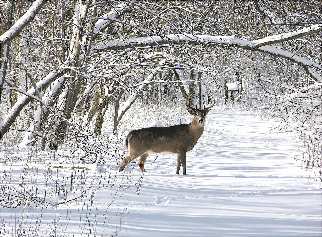 White Tail Buck In Winter 30 (Explore # 2 January 21, 2009)