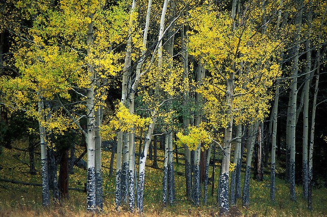 Aspens 9C, Rocky Mountain National Park, Colorado