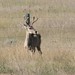 Flickr photo 'Odocoileus hemionus (Mule Deer) - young male' by: Arthur Chapman.