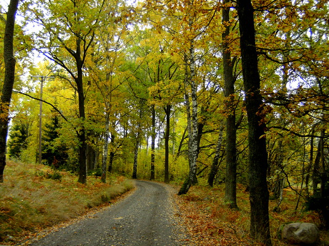 the narrow road in the forest