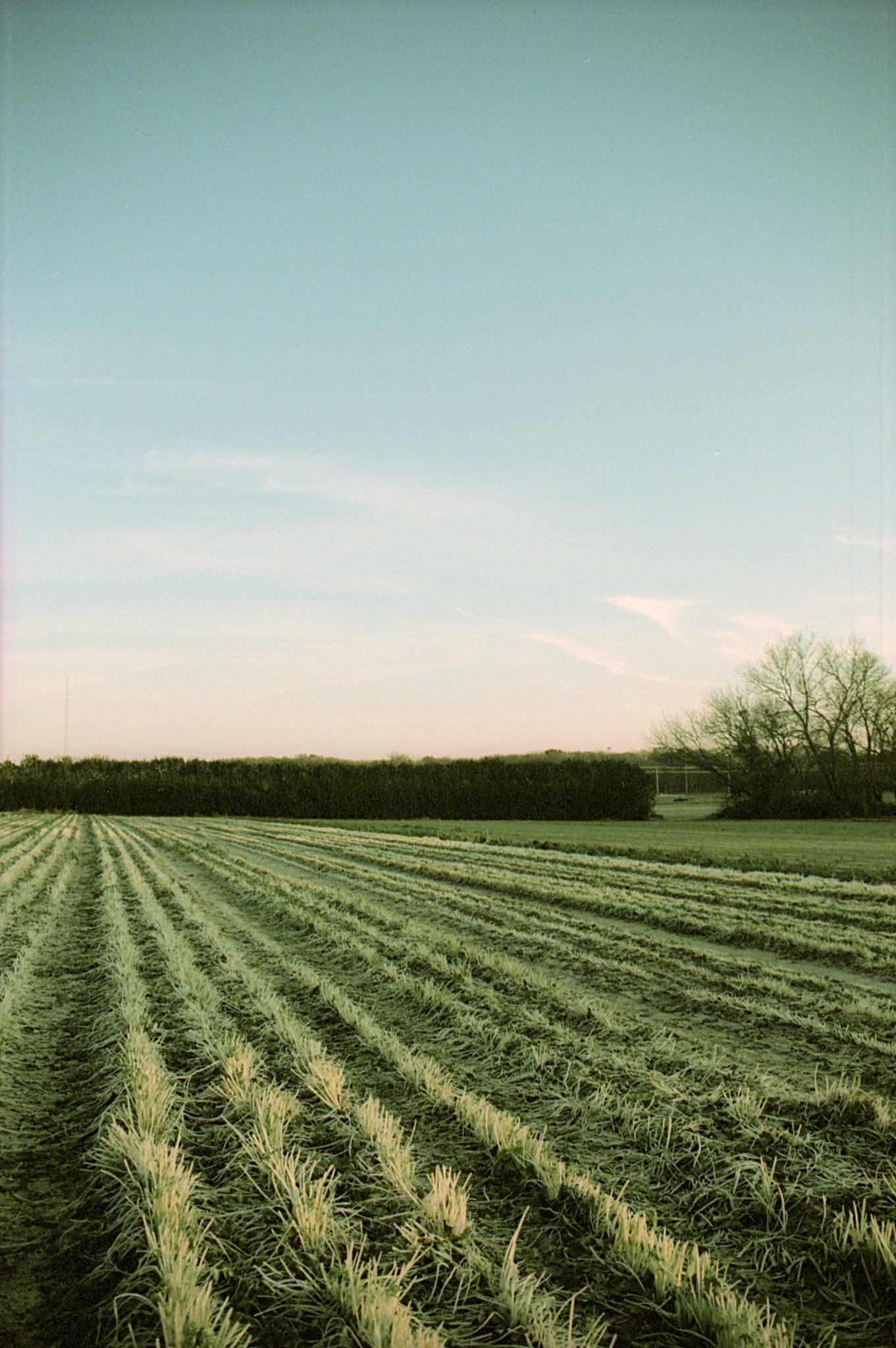 field and sky on Flickr