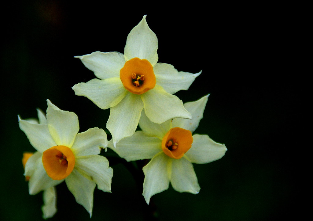 Nardos | Flores del Jardín de Gomereta | Diego | Flickr