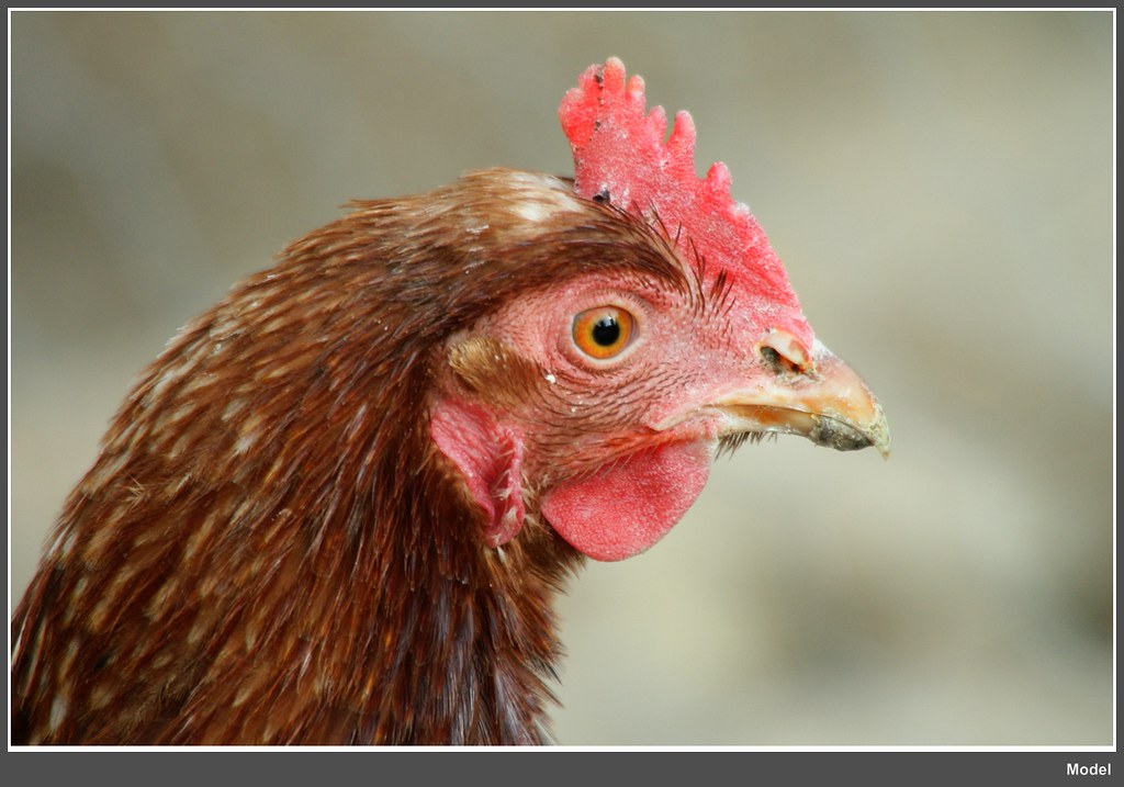 Hühner- Schönheit / Chicken beauty | Huhn auf dem Waldeckhof… | Flickr