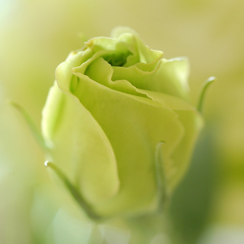 Lisianthus for a rose by DeniseJC