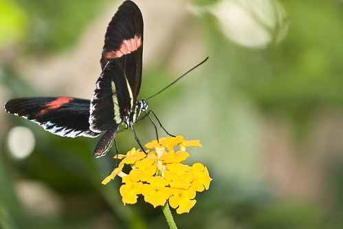 Small Postman Butterfly (Heliconius erato) by wsilver