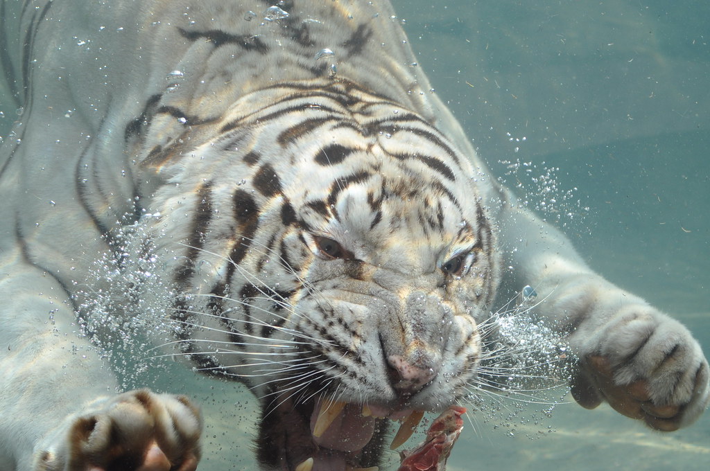 white tigers underwater