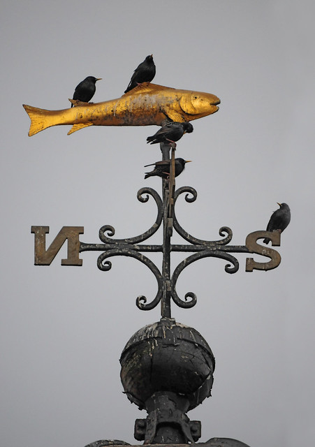 Starlings on a Golden Fish Weather Vane, Whitby Clock Tower