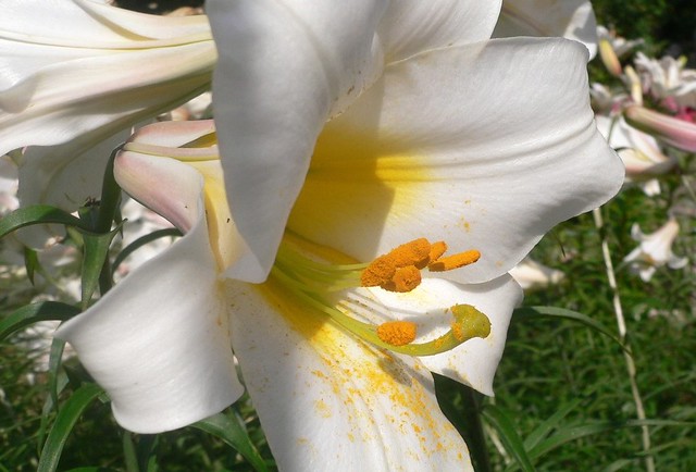 Lilium candidum (Lily)