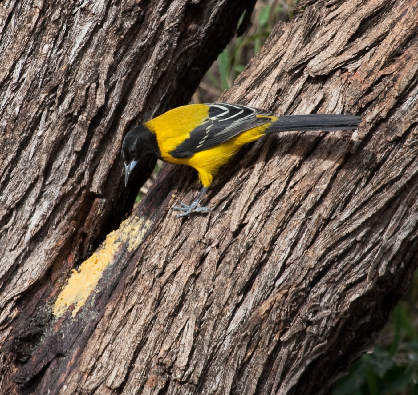 Audubon's