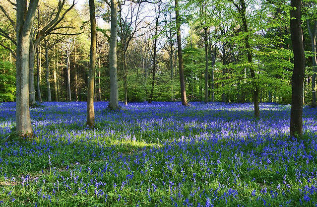Bluebell time again.