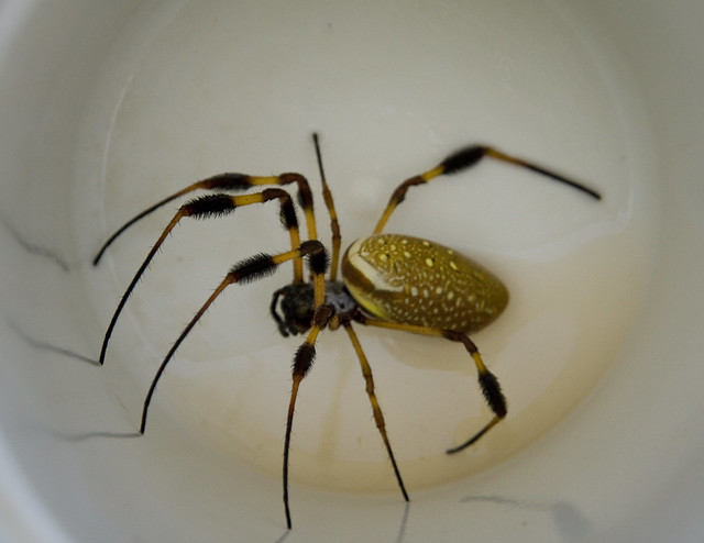 Golden Silk Orb-Weaver (Banana Spider) Nephila clavipes