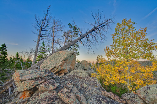 blue trees sunset green fall leaves yellow pine nikon colorado rocks aspen ponderosapine redfeatherlakes d90 deadmanroad