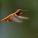 Flickr photo 'Rufous Hummingbird - Fiery Gorget!' by: Rick Leche.