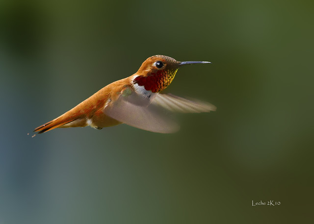 Rufous Hummingbird - Fiery Gorget!