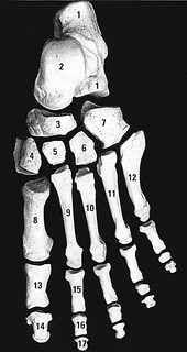 skeletal foot anatomy | [Retrieved from www.drnelsonclinic.c… | Flickr