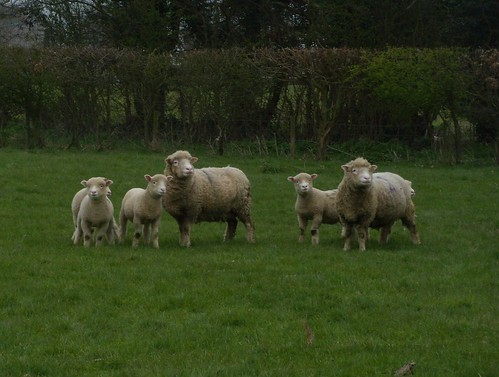 Sheep Staplehurst to Headcorn