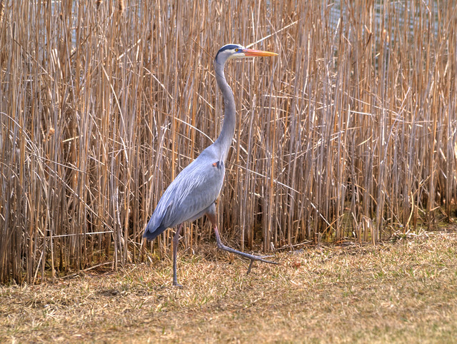 Blue Heron spotted in Bolton, Ontario #5
