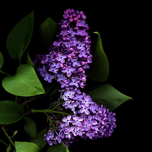Lilac, MANY SMALL  ONES... by magda indigo