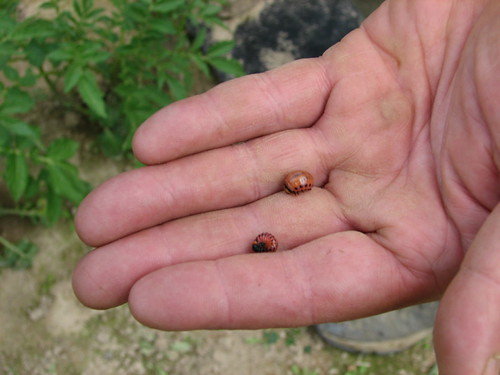 Potato Beetles | by beeJim828