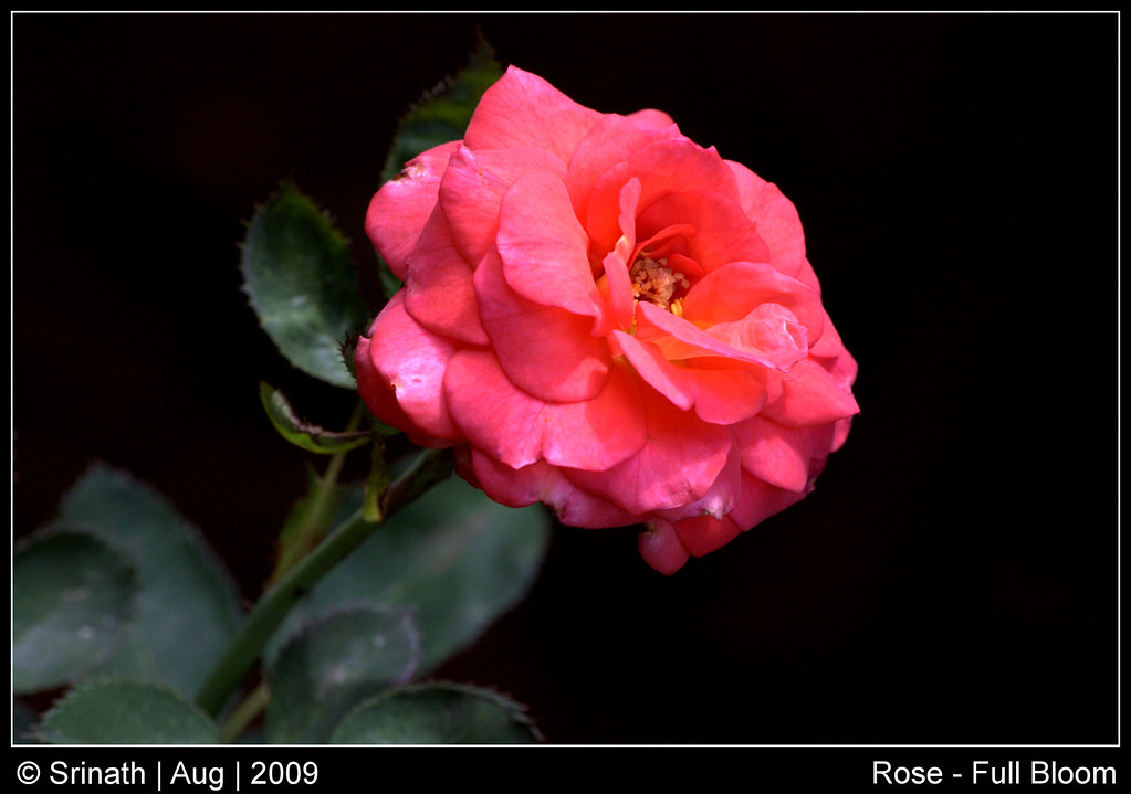 Really Bloomed Roses Fully bloomed rose | This picture was shot in my garden | Srinath Holla ...