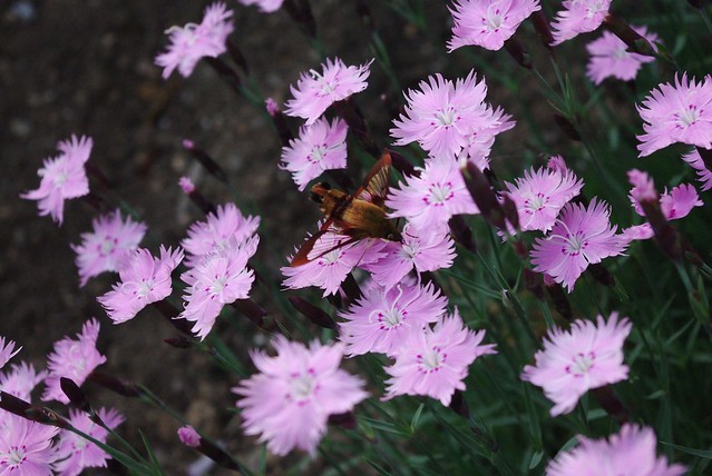 pink flowers with a moth