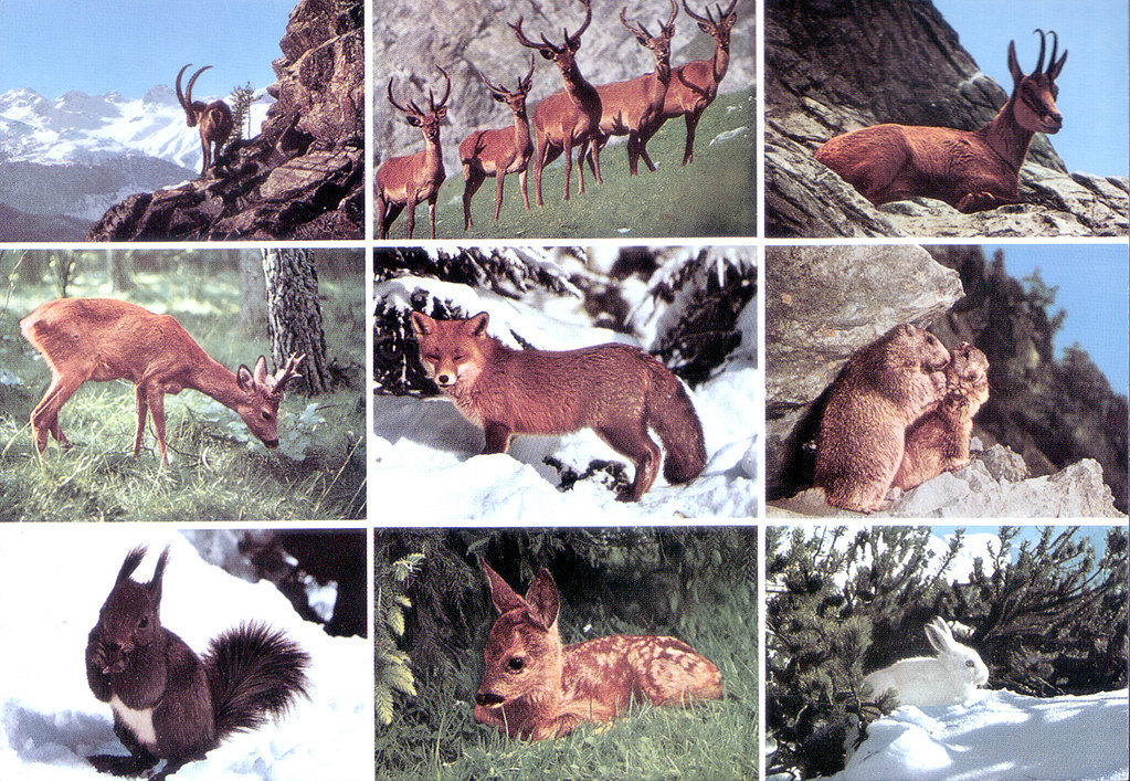 Alpentiere - Animals of the Alps (Switzerland) | CH-29649 vi… | Flickr