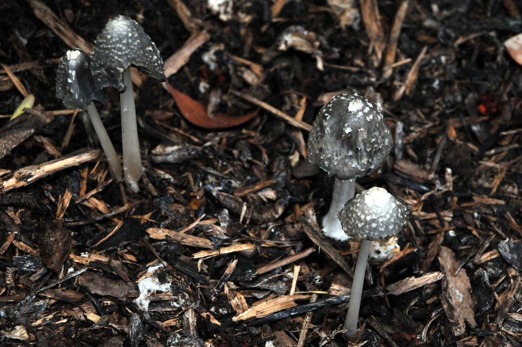 Mushrooms Caps Dirt Compost Texas Grow Morning Fungus Orga Flickr