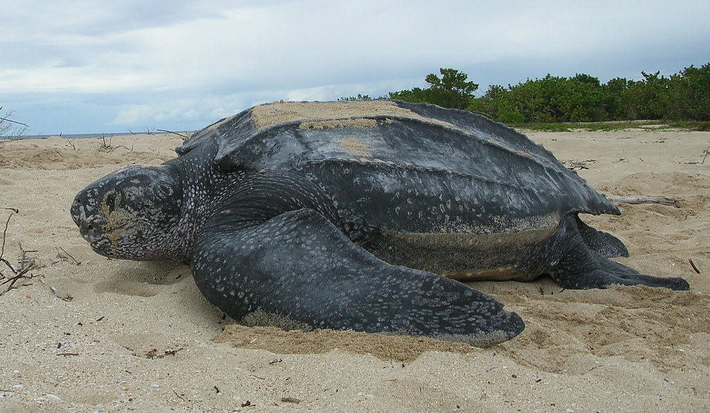 Leatherback sea turtle/ Tinglar, USVI