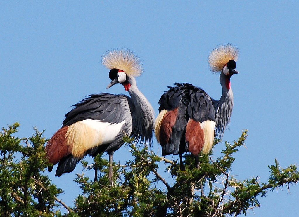 Beautiful Plumage: Dancing Crested Cranes. by paulhypnos
