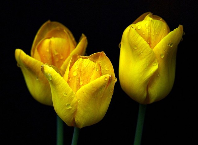Tulips (cropped)