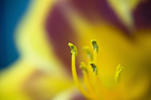 lily stamens by heather.dyan