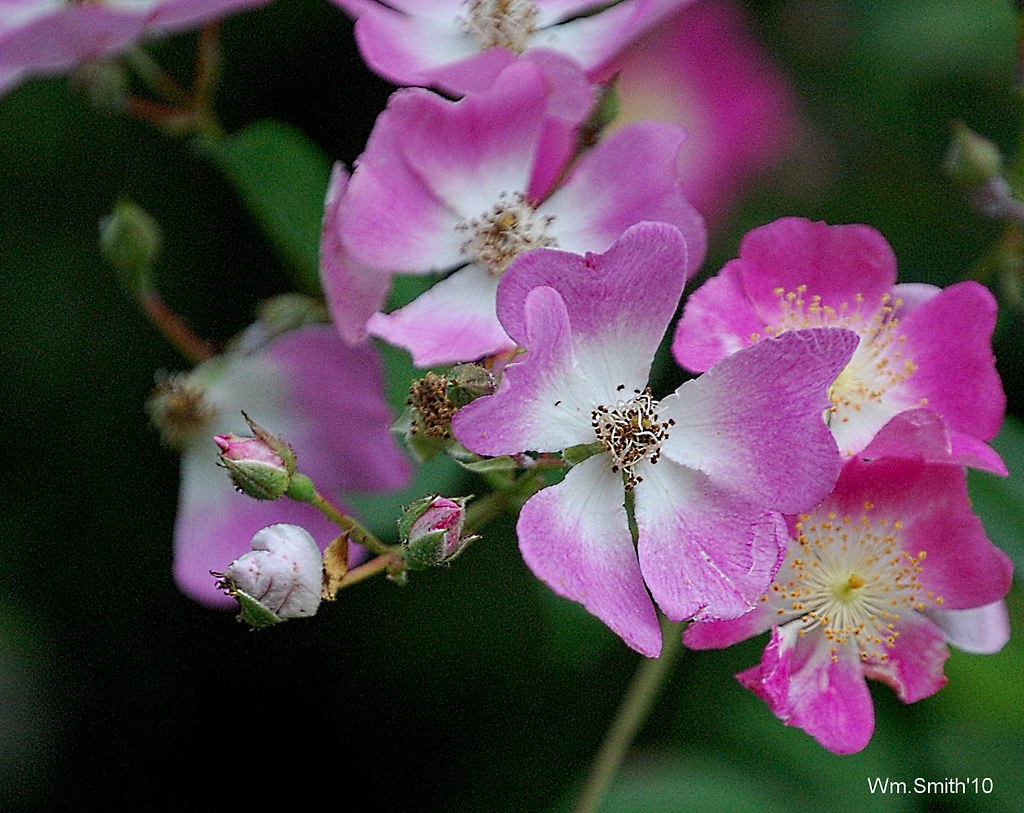 Wild Roses And Buds | These grow on the roadsides and field … | Flickr