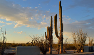 Saguaro cactus at sunset - Casa Grande Ruins National Monument, Coolidge, Pinal County, Arizona.