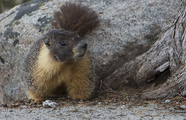 Marmot of Yosemite