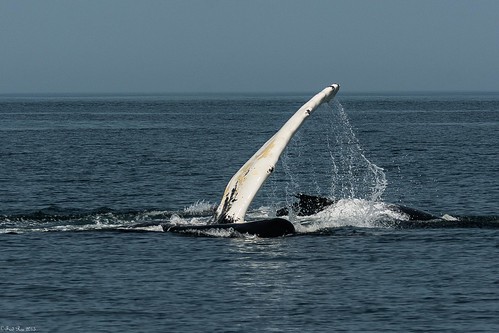 Humpback Whales in the Bay of Fundy | Humpback whales [Megap… | Flickr
