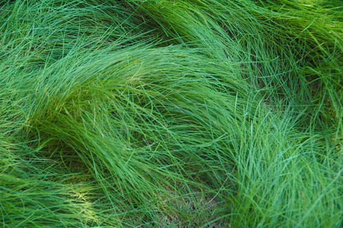 costamesa california photo digital summer afternoon grass publicart forestwalk isamunoguichi garden californiascenario texture abstract
