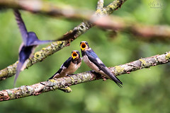 Barn swallows waiting for lunch