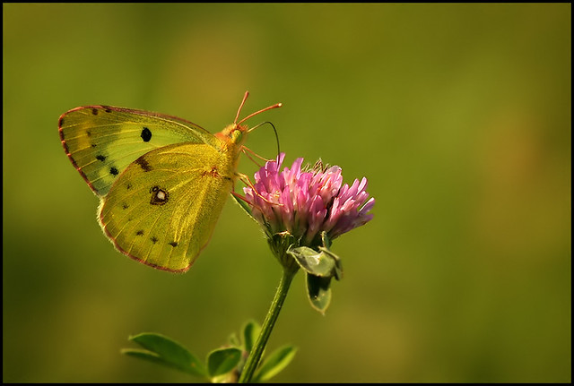 Clouded Yellow...