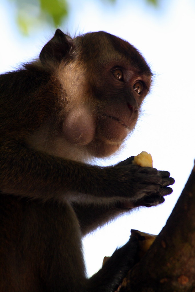 When Monkeys Go Bananas When We Brought It A Banana It Ra Flickr when-monkeys-go-bananas-when-we-brought-it-a-banana-it-ra-flickr