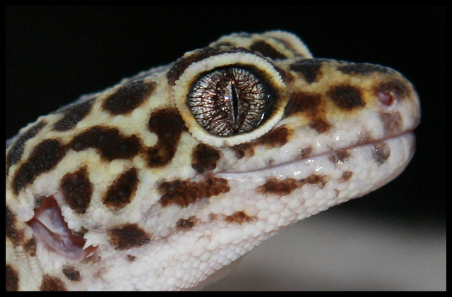 gecko 1