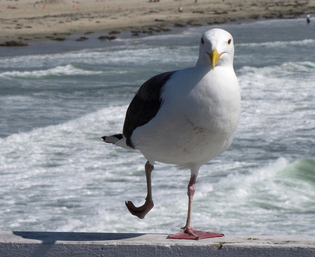 Silly Seagull Dance, You Put Your Right Leg Up