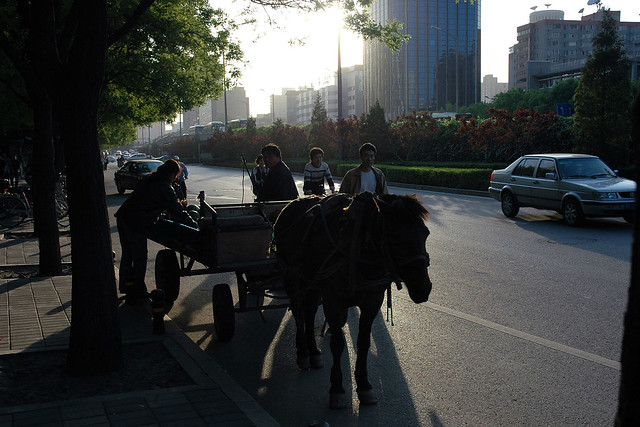 Horse at Beijing's third ring road