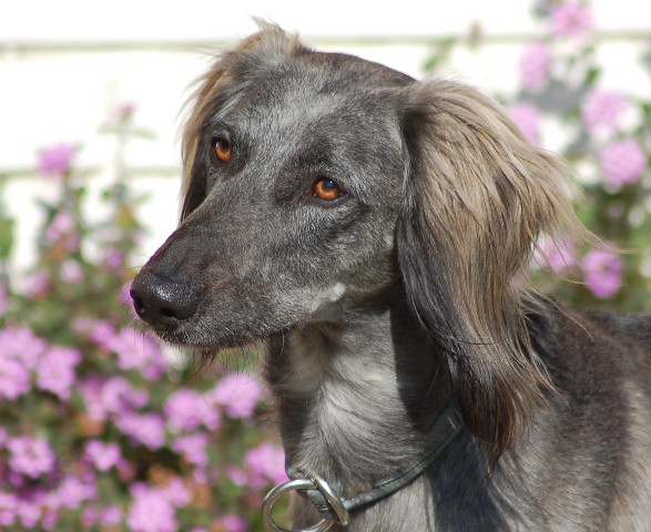 Saluki - Shadow