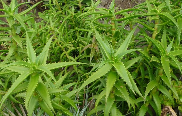 Aloe morijensis