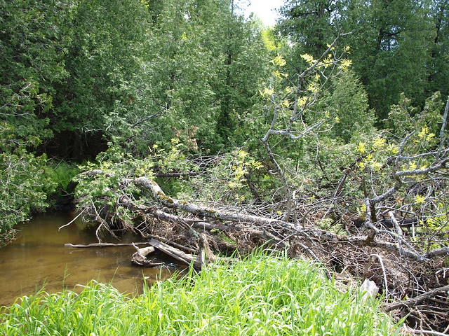 Fallen Tree on the Humber River